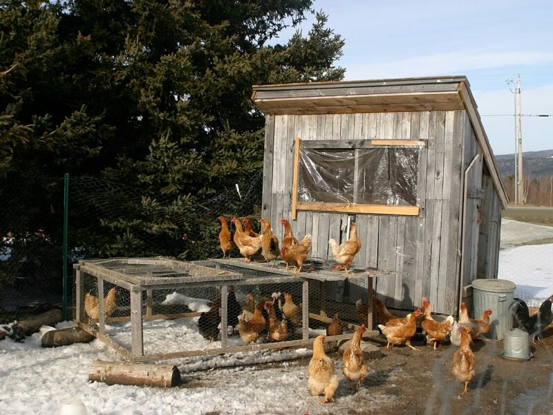 Winterize Your Chicken Coop: 9-Step Checklist Before the First Freeze