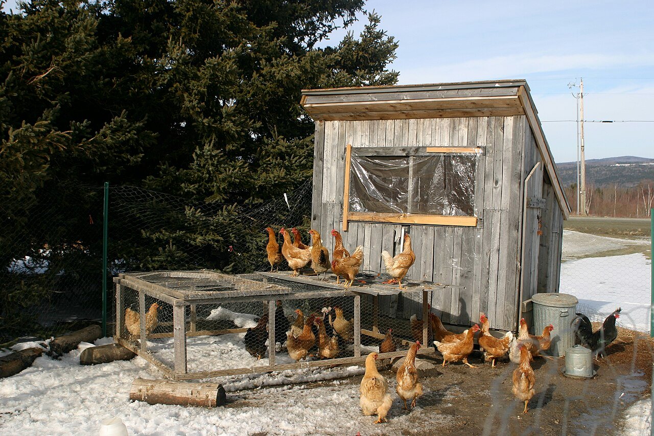 Winterize Your Chicken Coop: 9-Step Checklist Before the First Freeze