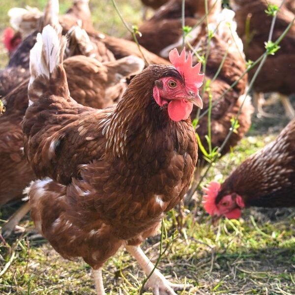 The REAL Cost of Raising Backyard Chickens in 2026 (Full Breakdown)