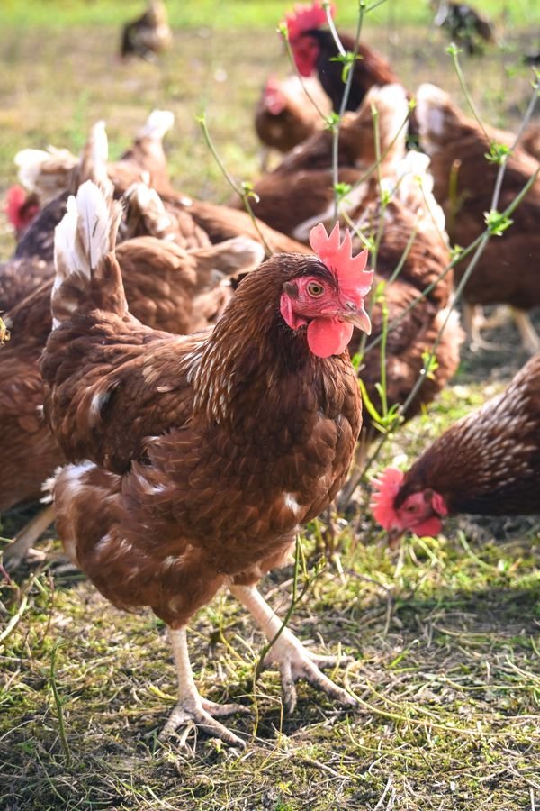 The REAL Cost of Raising Backyard Chickens in 2026 (Full Breakdown)