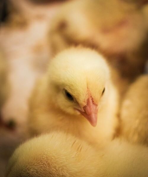 15 Mistakes New Chicken Owners Make (I Made #7)