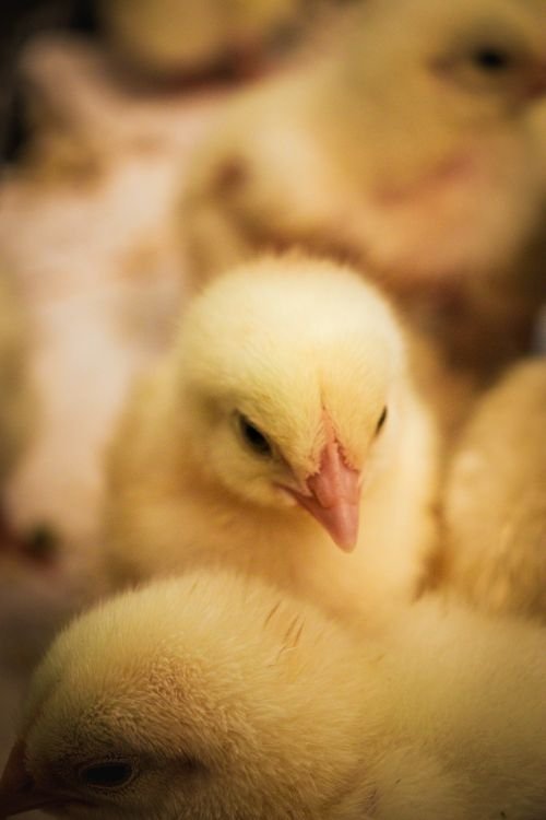 15 Mistakes New Chicken Owners Make (I Made #7)