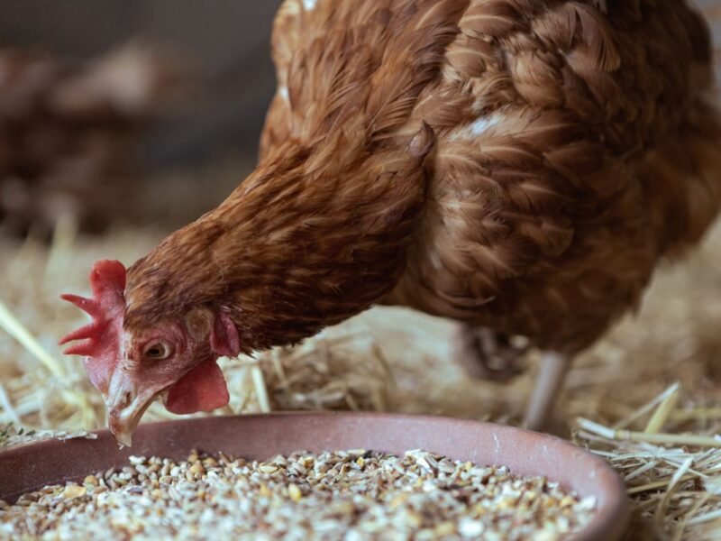 Fermented Chicken Feed: Cut Your Feed Bill by 40%