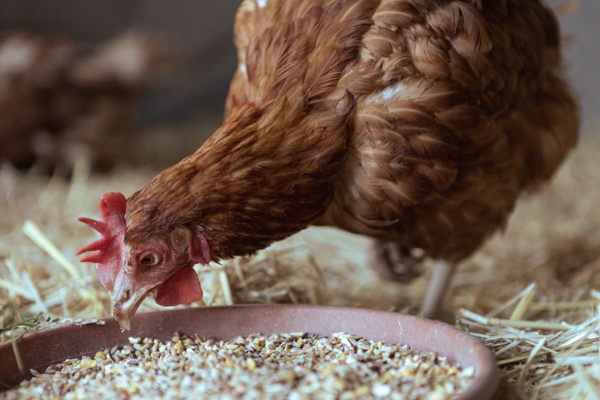 Fermented Chicken Feed: Cut Your Feed Bill by 40%