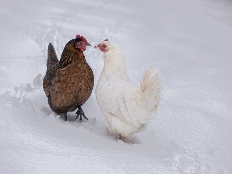 Do Chickens Need Heat in Winter? The Honest Answer