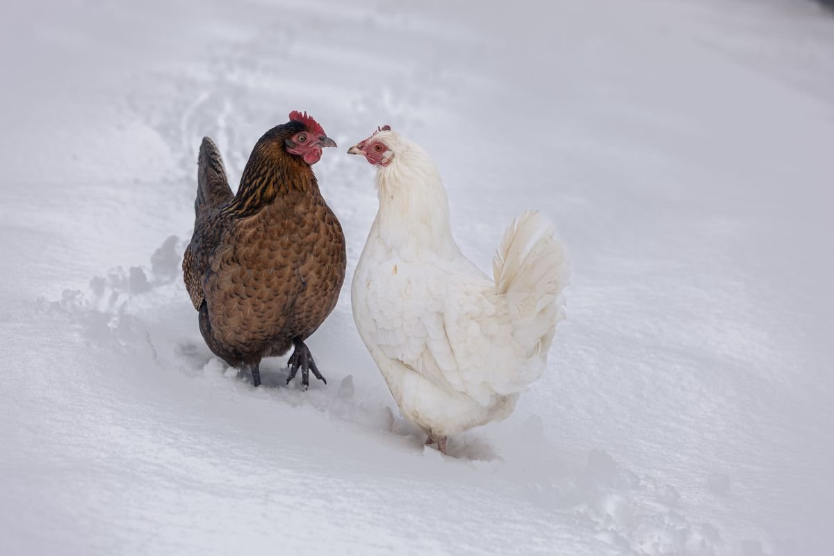 Do Chickens Need Heat in Winter? The Honest Answer