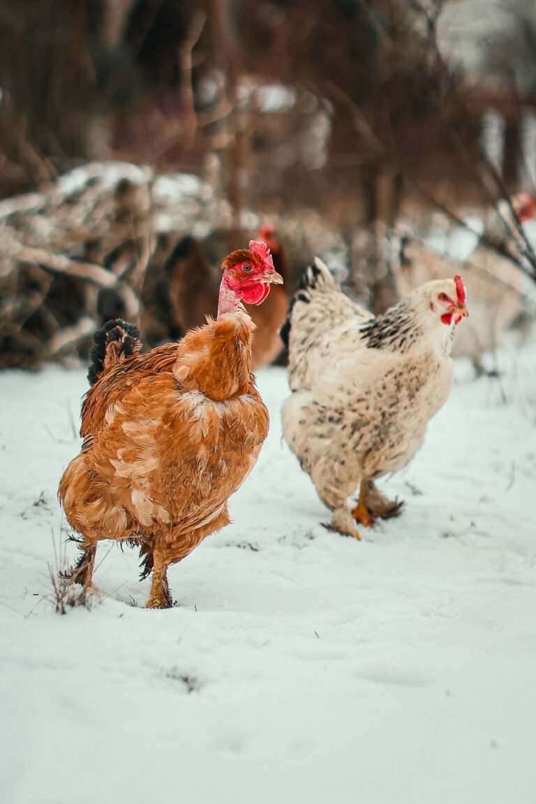 12 Best Cold-Hardy Chicken Breeds for Northern Winters