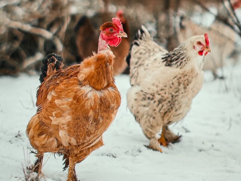12 Best Cold-Hardy Chicken Breeds for Northern Winters
