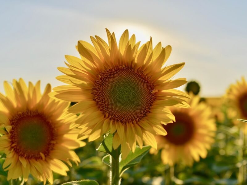 Chaos Gardening for Beginners: Scatter Seeds, Grow Food