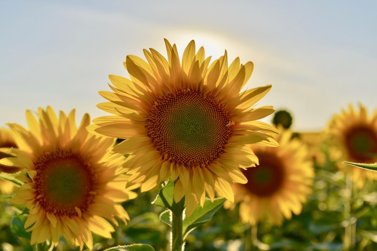 Chaos Gardening for Beginners: Scatter Seeds, Grow Food