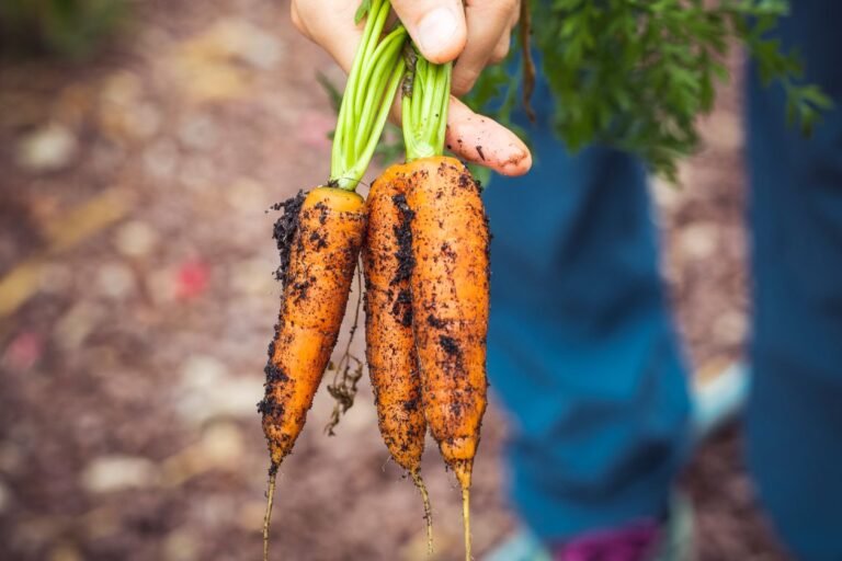 Homesteading for Beginners: 12 Skills to Learn First