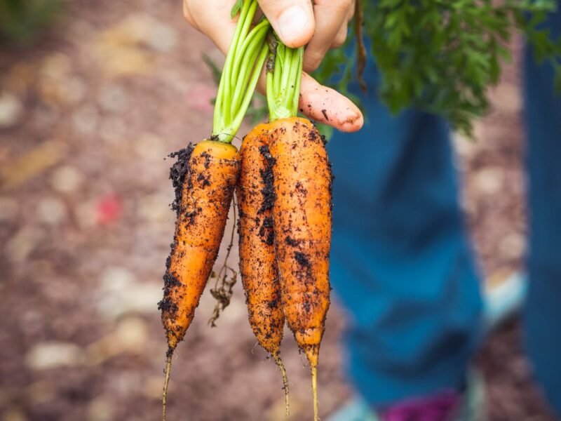 Homesteading for Beginners: 12 Skills to Learn First