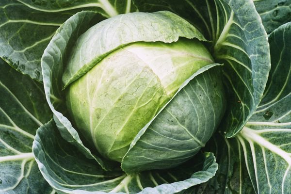 Cabbage Crush: 12 Farm-to-Table Cabbage Recipes